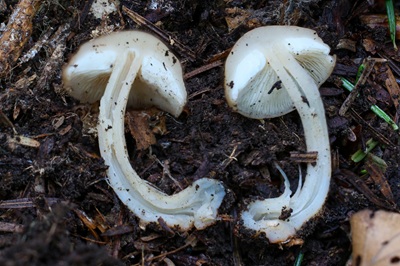 gymnopus-aquosus5