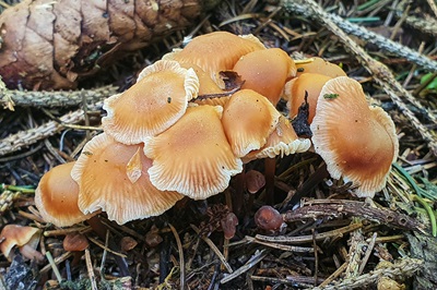 Gymnopus brassicolens