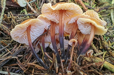 gymnopus-brassicolens1