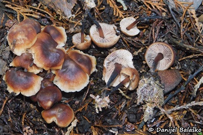 gymnopus-brassicolens2