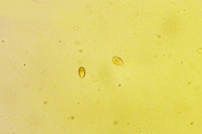 gymnopus-erythropus11