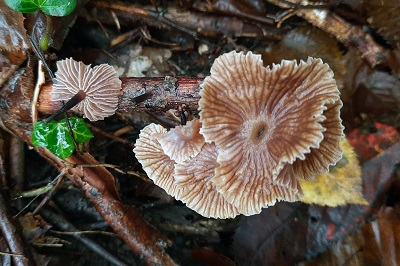 Gymnopus foetidus