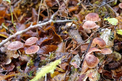 gymnopus-foetidus1