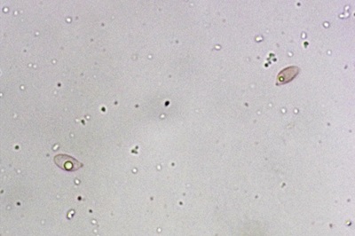 gymnopus-foetidus10