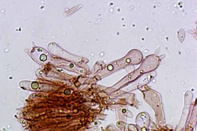 gymnopus-foetidus11