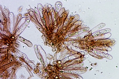 gymnopus-foetidus12