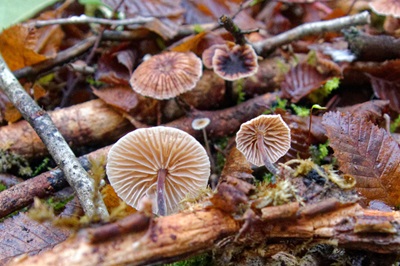 gymnopus-foetidus2