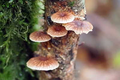 gymnopus-foetidus3