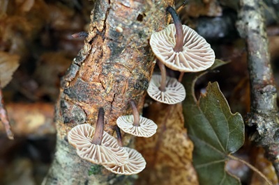 gymnopus-foetidus4