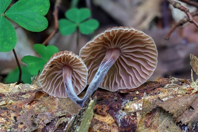 gymnopus-foetidus5