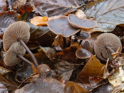 Gymnopus fuscopurpureus