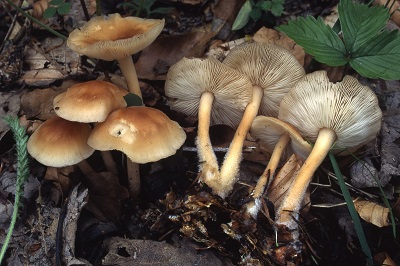 Gymnopus hariolorum