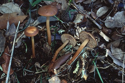 Gymnopus hybridus