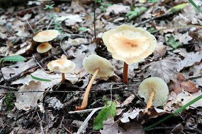 Gymnopus ocior