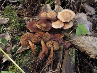 Gymnopus vernus