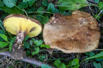 Gyrodon lividus