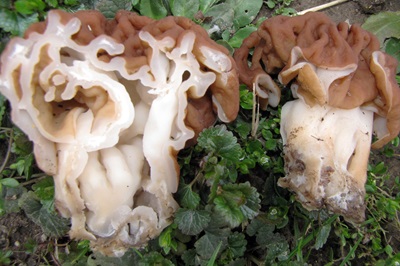 gyromitra-esculenta1