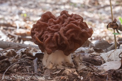 gyromitra-gigas1