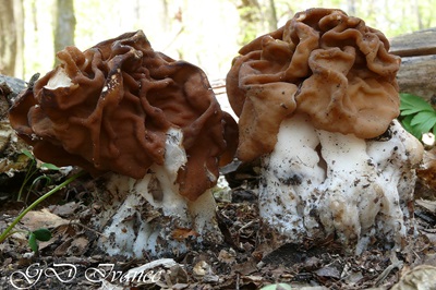 gyromitra-gigas2