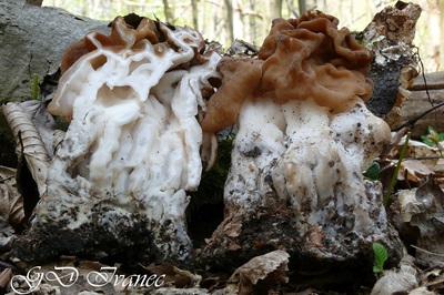 gyromitra-gigas3