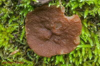 Gyromitra parma