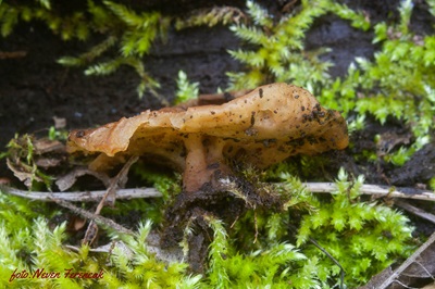 gyromitra-parma1