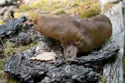 Gyromitra sphaerospora