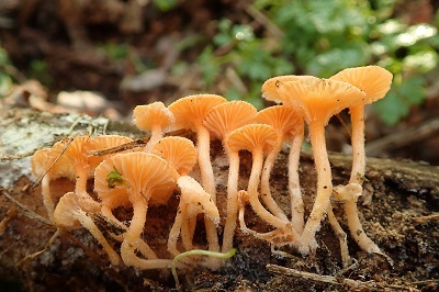 Haasiella venustissima