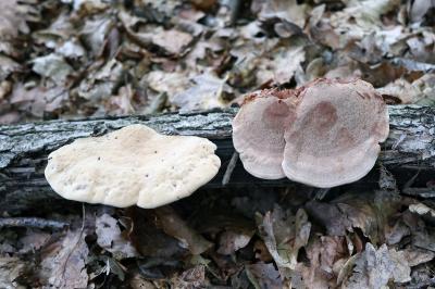 Hapalopilus rutilans