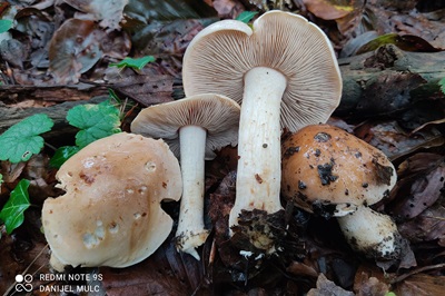 Hebeloma crustuliniforme