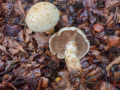 Hebeloma radicosum