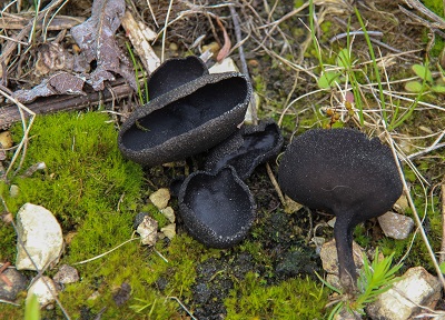 Helvella corium