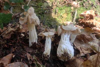 Helvella crispa