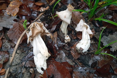 helvella-crispa1