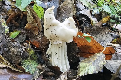 helvella-crispa2