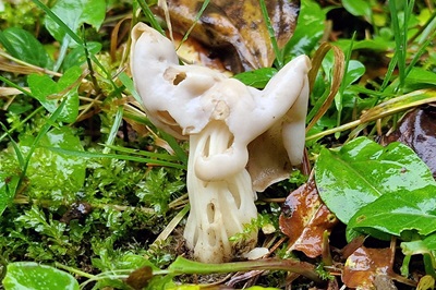 helvella-crispa3