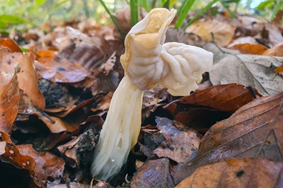helvella-crispa4
