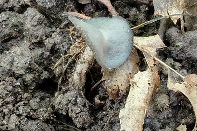 helvella-fibrosa2