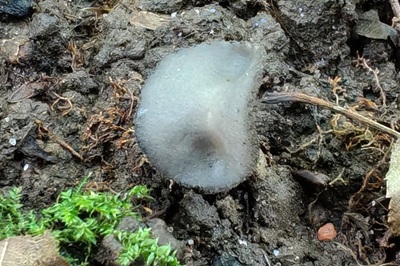 helvella-fibrosa3