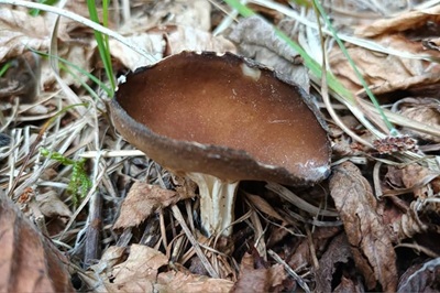 helvella-solitaria2