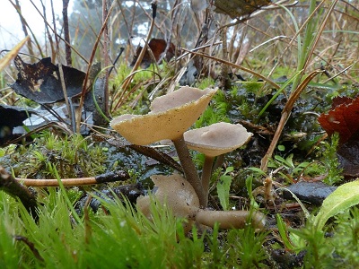 Helvella villosa
