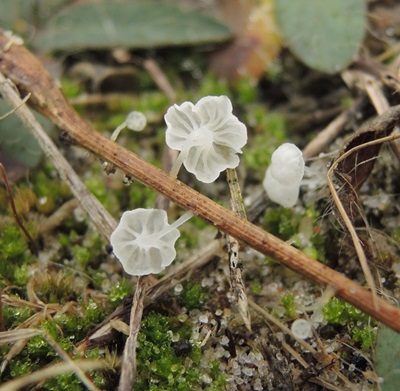 Hemimycena hirsuta