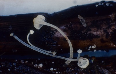Hemimycena subglobispora