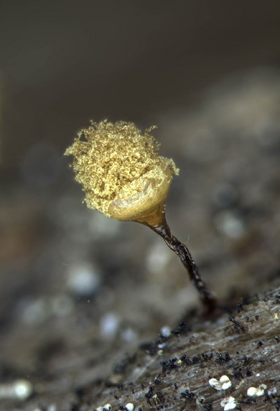 Hemitrichia calyculata