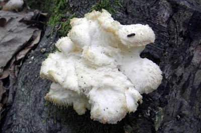 hericium-cirrhatum1