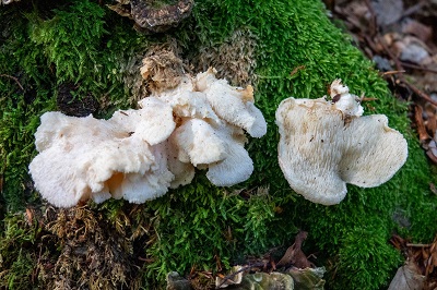 hericium-cirrhatum2