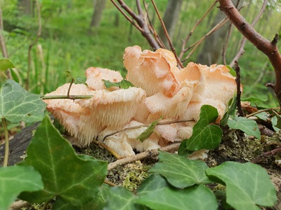 hericium-cirrhatum3