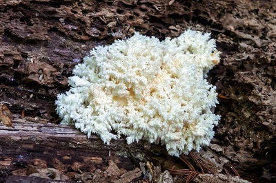 Hericium clathroides