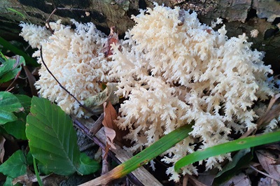 Hericium coralloides