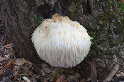 hericium-erinaceus2